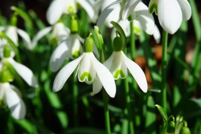 close up photo of snowdrops in bloom